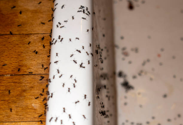 Best Affordable Pest Control Services  in Steele, AL