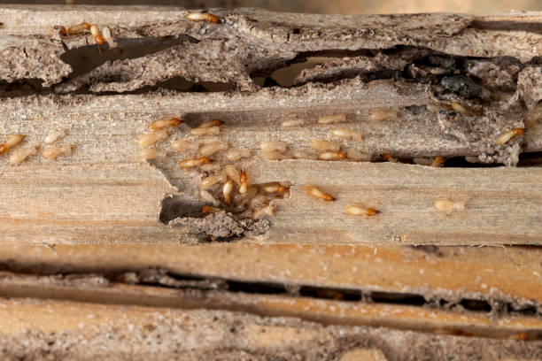 Best Pest Removal Services  in Steele, AL